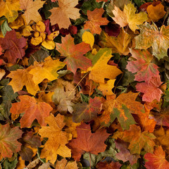 Naklejka na ściany i meble A colorful background image of fallen Autumn leaves
