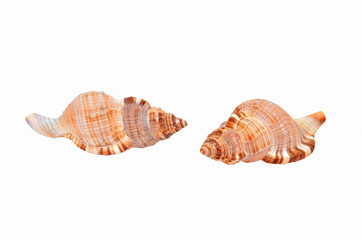 Empty seashell of marine mollusc rapana venosa (thomassiana)