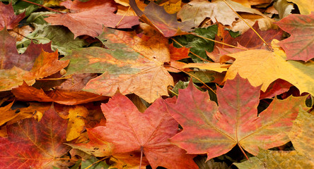 A colorful background image of fallen Autumn leaves