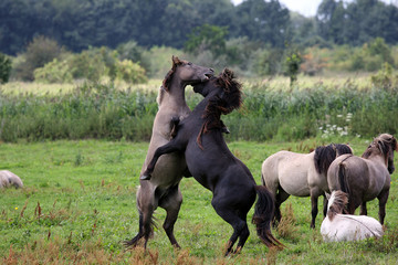 wild konik stallions © fotografie4you.eu