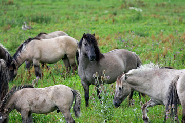dominant wild konik stallion watching over his herd © fotografie4you.eu