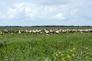 big wild konik horses herd © fotografie4you.eu