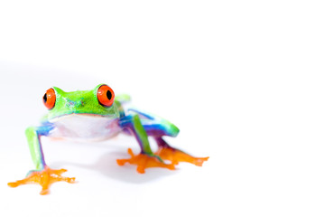 Red Eyed Tree Frog