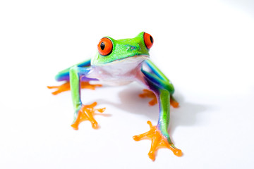 Naklejka premium Red Eyed Tree Frog