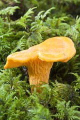 mushrooms in the moss
