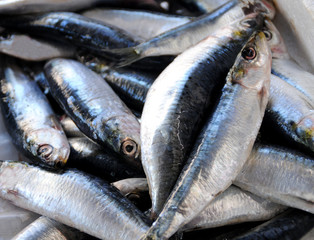 Sardine