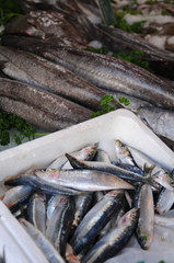 sardine