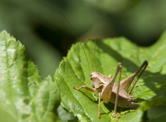 Fototapeta premium Grasshopper