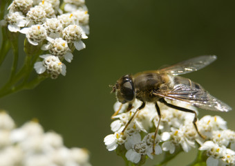 Fly