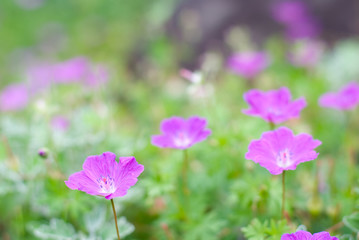 アケボノフウロの花