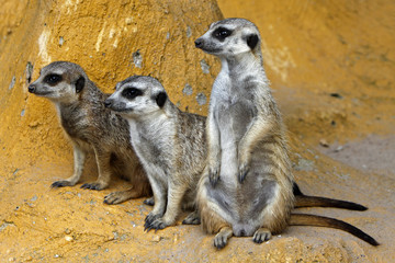 Erdmännchen-Rudel