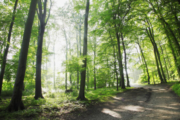 wald