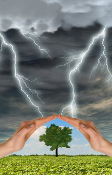 Two hands preserve a green tree against a thunder-storm