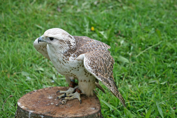 Buzzard
