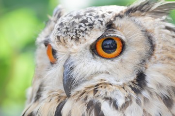 ミミズク＠Horned owl