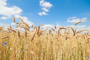 ecological golden crops in bright light