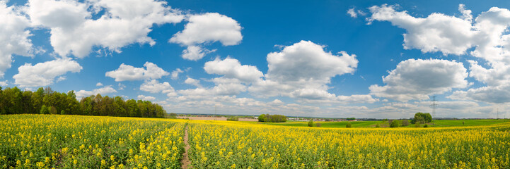 Yellow flower field panorama - 34739346