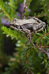 Kleiner Frosch auf Heidepflanze