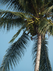 Coconut tree