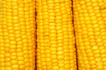 Corn background pattern