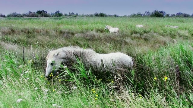 cavalli bianchi in camargue