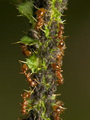 Ants milking aphids