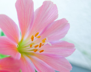 Lewisia Cotyledon / Flower