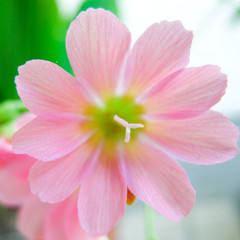 Naklejka premium Lewisia Cotyledon / Flower