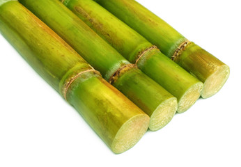 Sugar cane