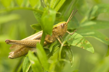 grasshopper