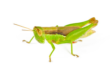 Green Grasshopper on white