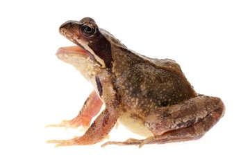Common european frog, in profile with open mouth