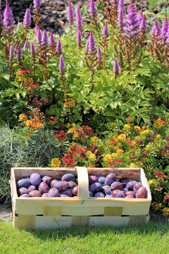 Obstkorb im Garten