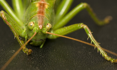 Tettigonia viridissima