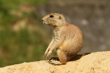 Young prairie dog