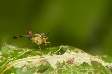 Panorpa communis