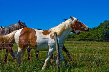 cavalli in libert&agrave;