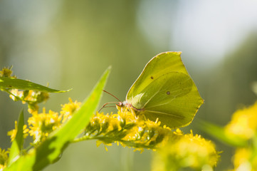 Gonepteryx rhamni