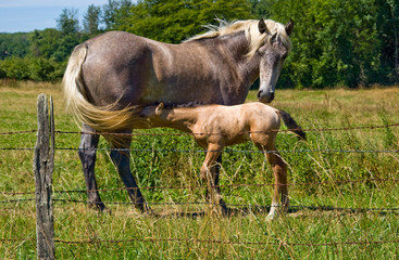 cavalli in libertà