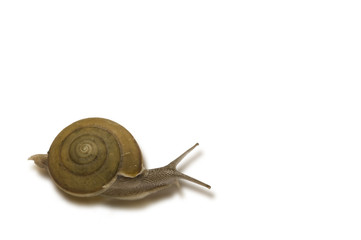 Snail