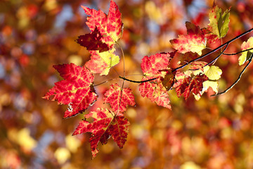 Fototapeta premium Mellow autumn