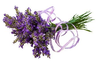 Lavendel