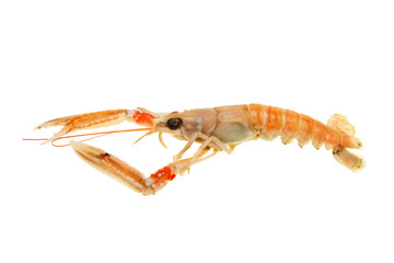 Langoustine side view