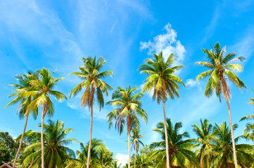 Fototapeta na wymiar Palm with coconut palm trees under blue sky.