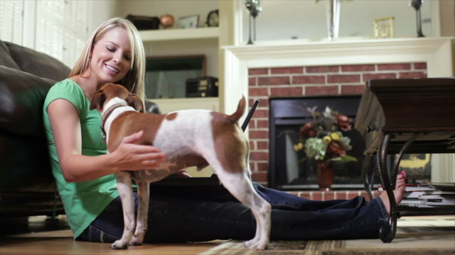Pretty Smiling Happy Jack-Rat Terrier Dog Pet Owner