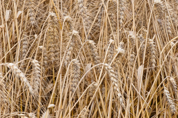 Closeup of a ripe cornfield just before  harvesting