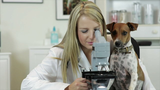 Vet Looking Through Microscope With Dog Watching