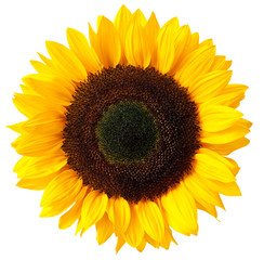 Obraz premium sunflower isolated on white background