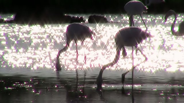 la magia dei fenicotteri