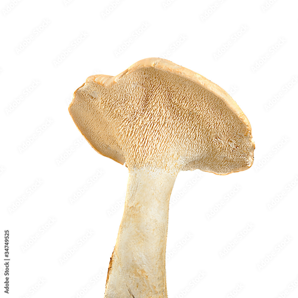 Sticker Hedgehog mushroom (Hydnum repandum)